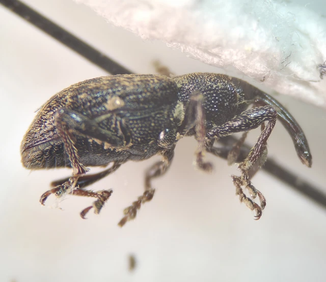 Notaris acridulus - közönséges sásormányos