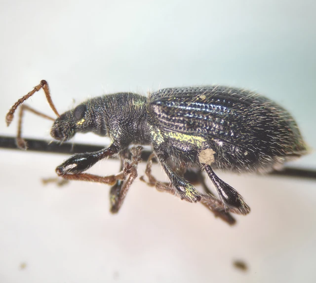 Phyllobius betulinus - változékony levélormányos