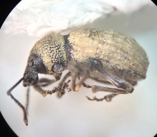 Otiorhynchus raucus - molyhos gyalogormányos