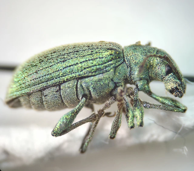 Phyllobius thalassinus - tömpeorrú levélormányos