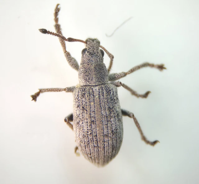 Polydrusus tibialis - gyepi lombormányos