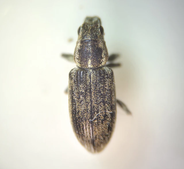 Sitona lineatus - sávos csipkézőbogár