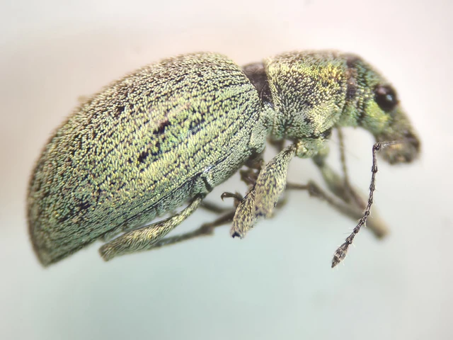 Eusomus ovulum - közönséges cickafarkormányos
