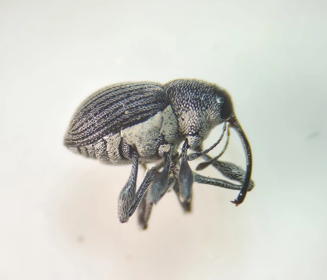 Archarius salicivorus - fűz-gubacszsuzsóka