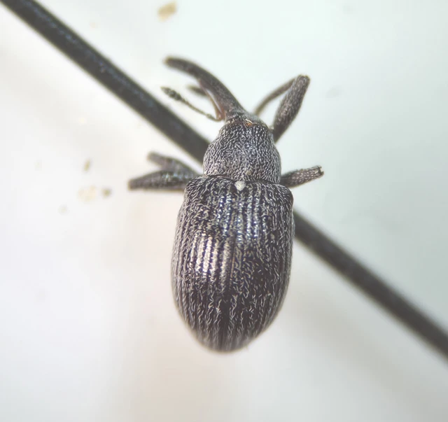 Anthonomus rubi - szamóca-bimbólikasztó Anthonomus rubi - szamóca-bimbólikasztó