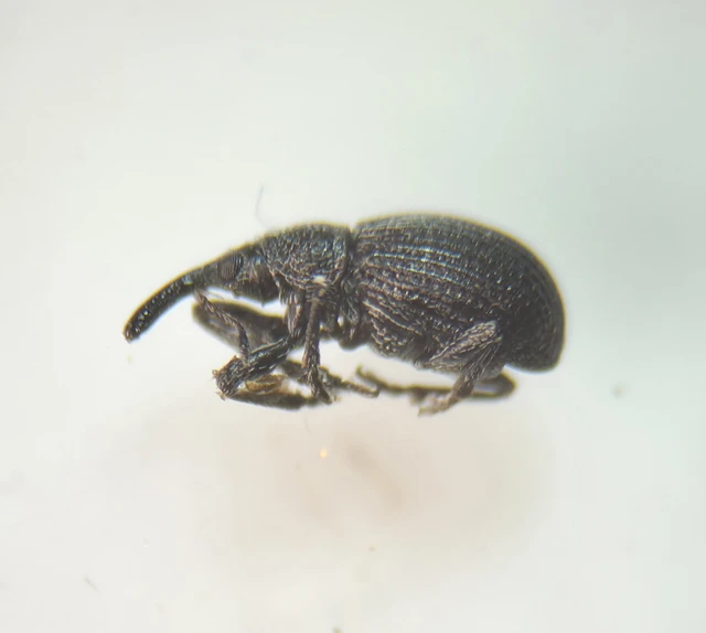 Melanapion minimum - fűz-cickányormányos