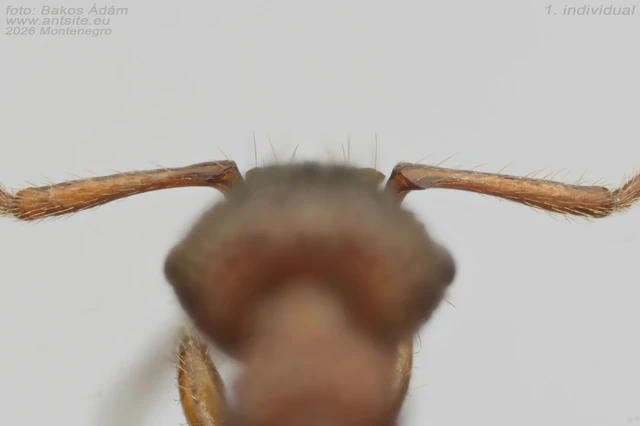 Myrmica sabuleti - gyakori bütyköshangya