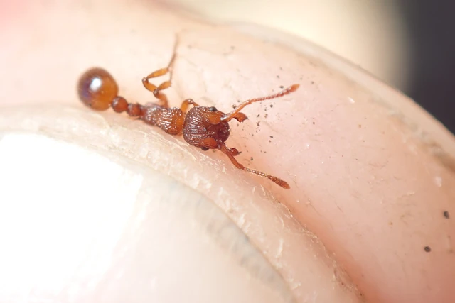 Myrmica sabuleti - gyakori bütyköshangya