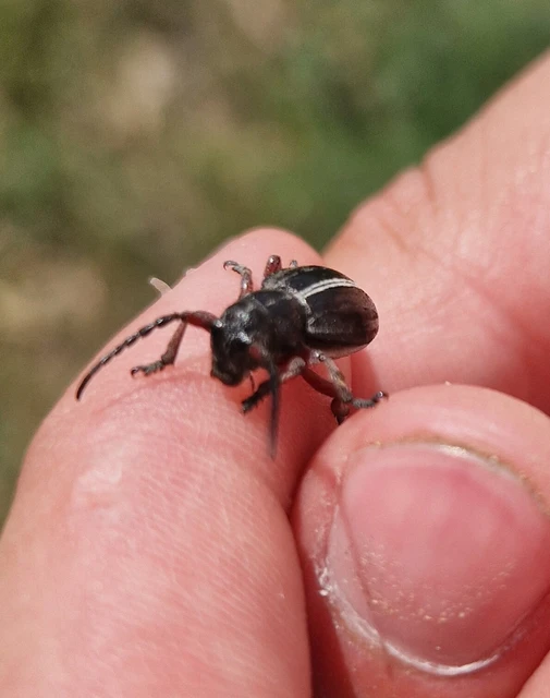 Dorcadion pedestre - kétsávos gyalogcincér Dorcadion pedestre - kétsávos gyalogcincér