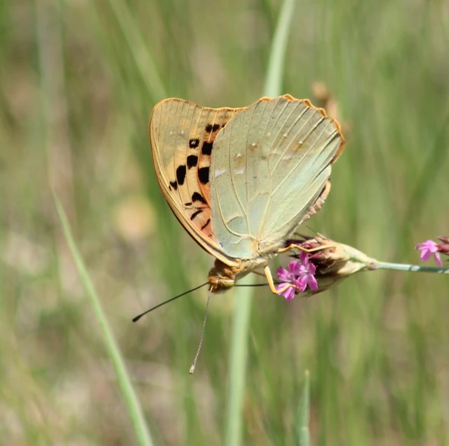 Argynnis pandora - zöldes gyöngyházlepke