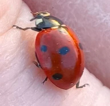 Coccinella septempunctata - hétpettyes katica