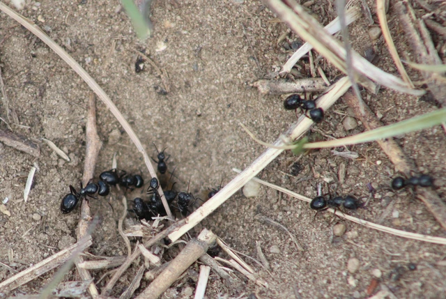 Camponotus piceus - szurkos lóhangya