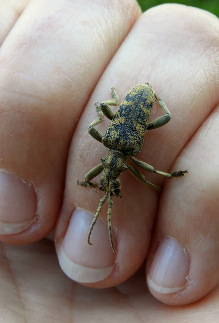 Rhagium sycophanta - tölgyes-tövisescincér