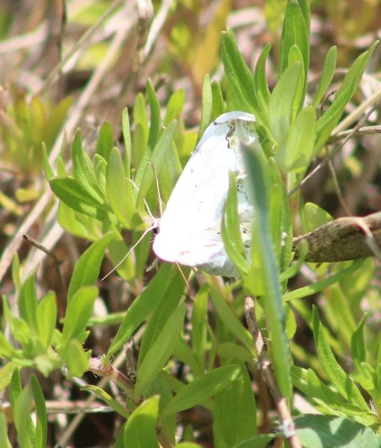 Scopula ornata - díszes fehéraraszoló