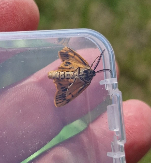 Spiris striata - csíkos molyszövő