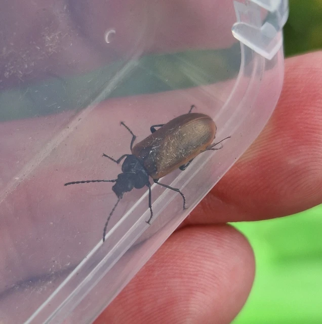 Omophlus Omophlus