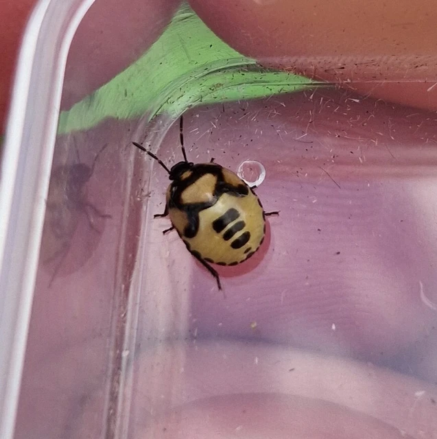 Tritomegas bicolor - foltos földipoloska