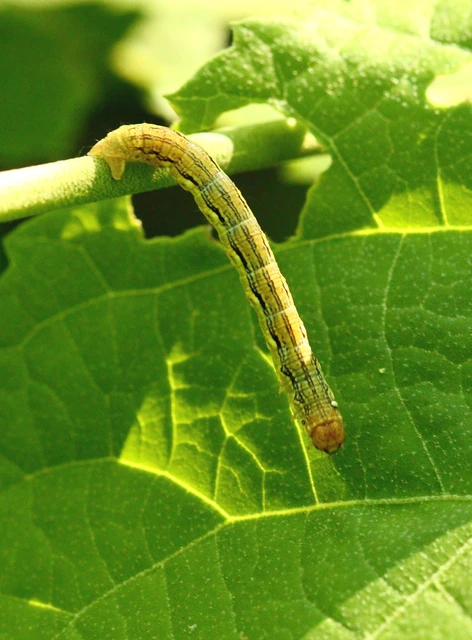 Erannis defoliaria - nagy téliaraszoló