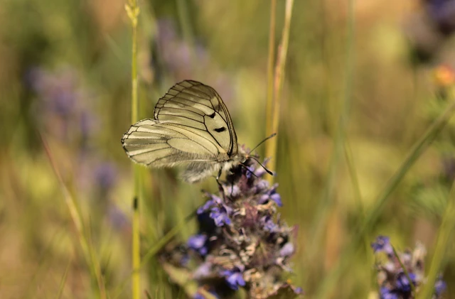 Parnassius mnemosyne - kis apollólepke
