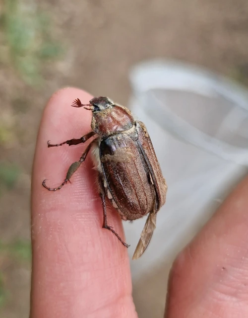 Melolontha hippocastani - erdei cserebogár
