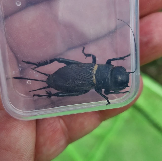 Gryllus campestris - mezei tücsök Gryllus campestris - mezei tücsök
