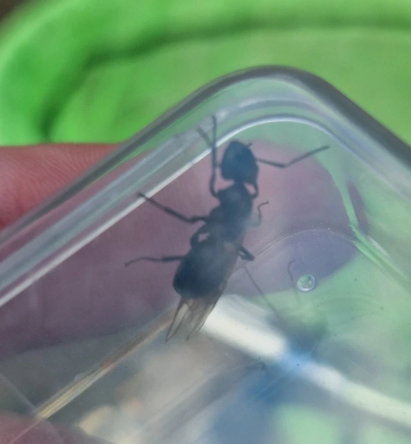 Camponotus vagus - fekete lóhangya