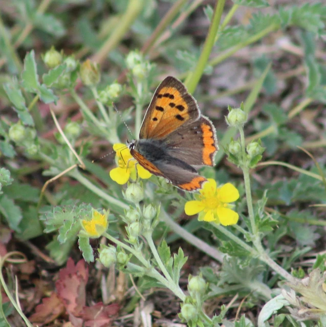 Lycaena phlaeas - közönséges tűzlepke