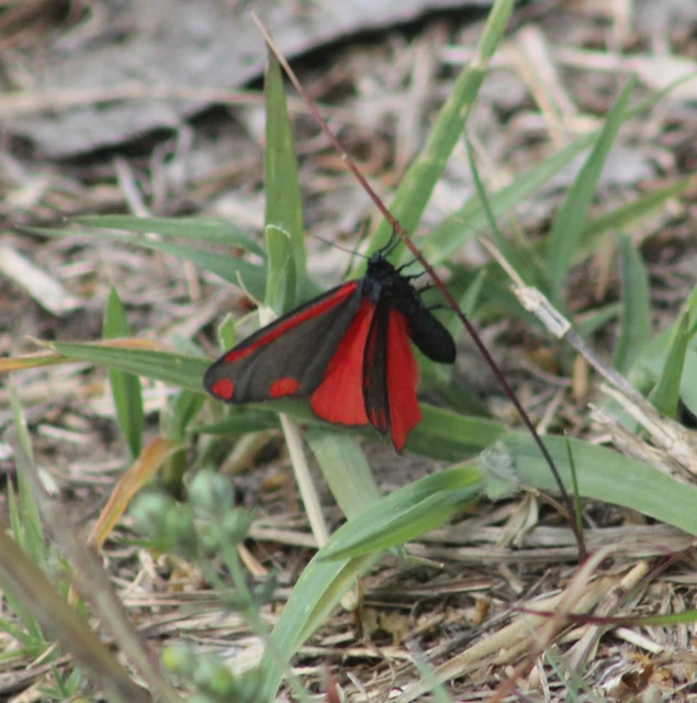 Tyria jacobaeae - jakabfű-medvelepke