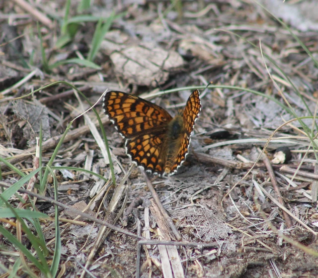 Melitaea phoebe - nagy tarkalepke