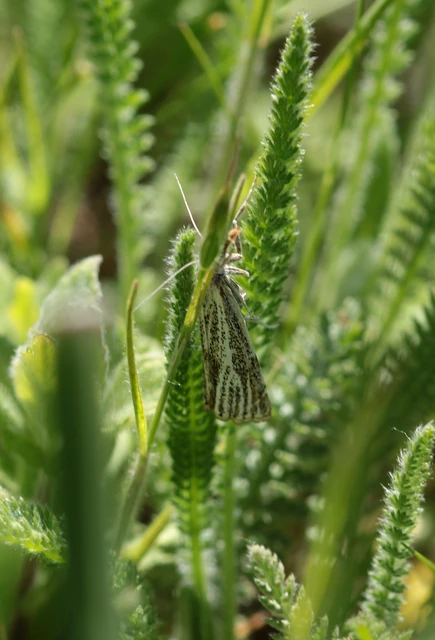 Thisanotia chrysonuchella - tavaszi fűgyökérmoly