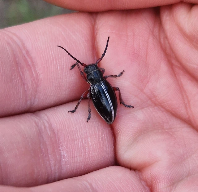 Dorcadion pedestre - kétsávos gyalogcincér Dorcadion pedestre - kétsávos gyalogcincér