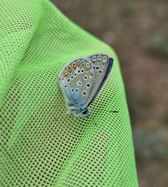 Polyommatus icarus - közönséges boglárka