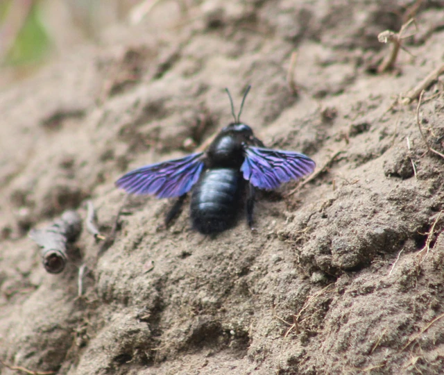 Xylocopa