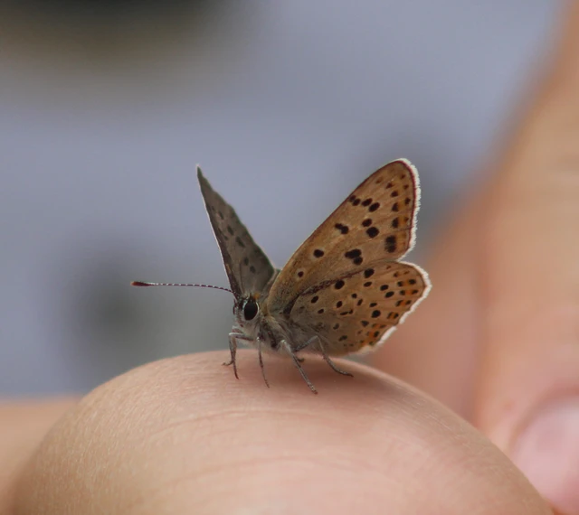 Lycaena tityrus - barna tűzlepke
