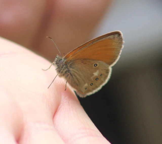 Coenonympha glycerion - közönséges szénalepke