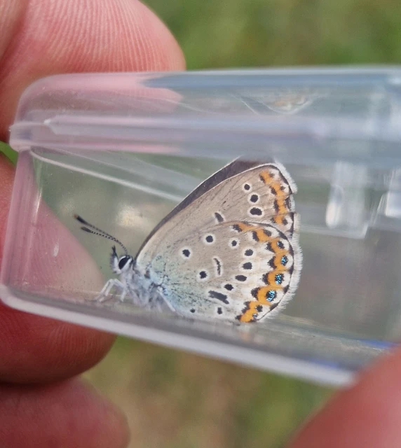 Plebejus argyrognomon - tintakék boglárka