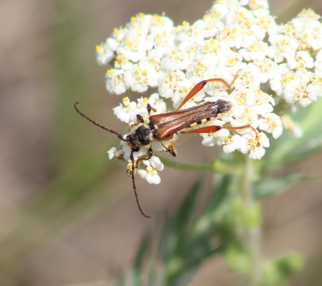 Stenopterus rufus - tarkacsápú keskenyfedőscincér