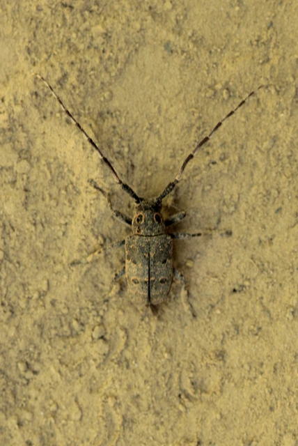 Mesosa curculionoides - szemfoltos cincér Mesosa curculionoides - szemfoltos cincér