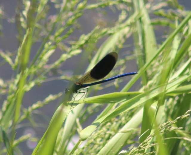 Calopteryx splendens - sávos szitakötő