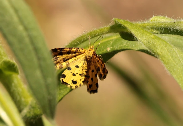Pseudopanthera macularia - párducfoltos araszoló