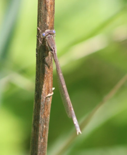 Sympecma fusca - téli rablószitakötő Sympecma fusca - téli rablószitakötő