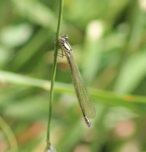 Coenagrion ornatum - díszes légivadász