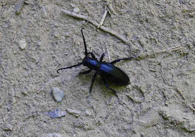 Dorcadion aethiops - fekete gyalogcincér Dorcadion aethiops - fekete gyalogcincér