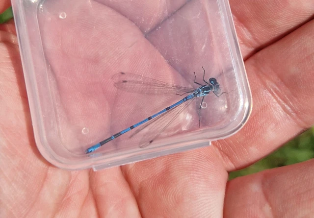 Coenagrion puella - azúrkék légivadász