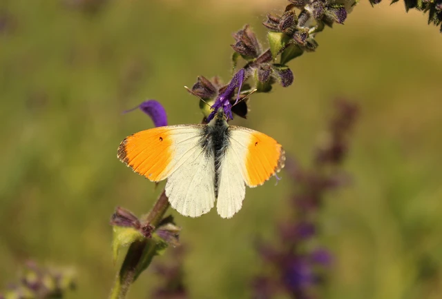 Anthocharis cardamines - hajnalpírlepke