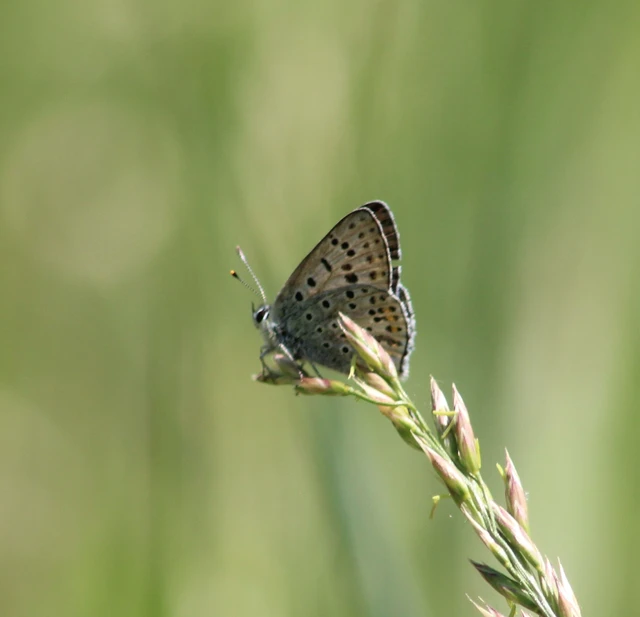 Lycaena tityrus - barna tűzlepke