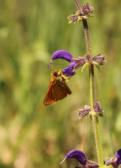 Ochlodes sylvanus - erdei busalepke