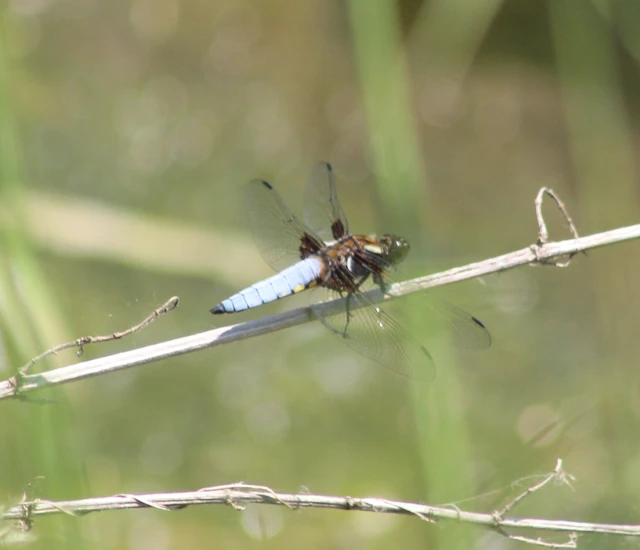 Libellula depressa - széles laposacsa