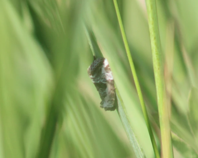 Hapalotis venustula - rózsaszínű mázasbagoly