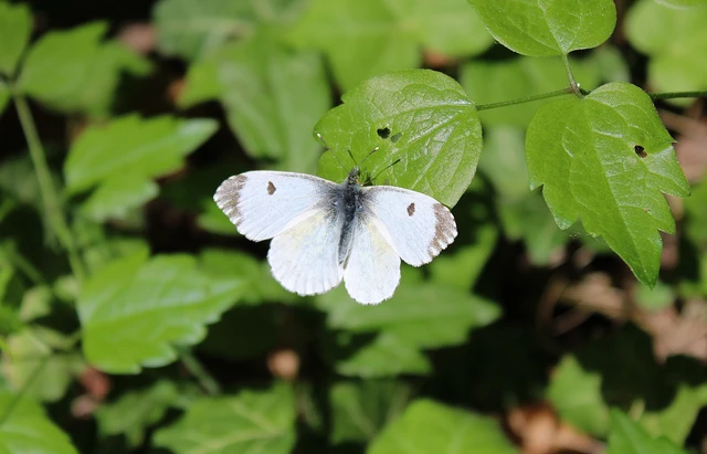 Anthocharis cardamines - hajnalpírlepke